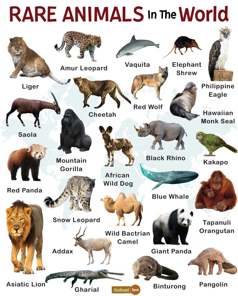 Why Are These Animals So Rare? Why Are These Animals So Rare?