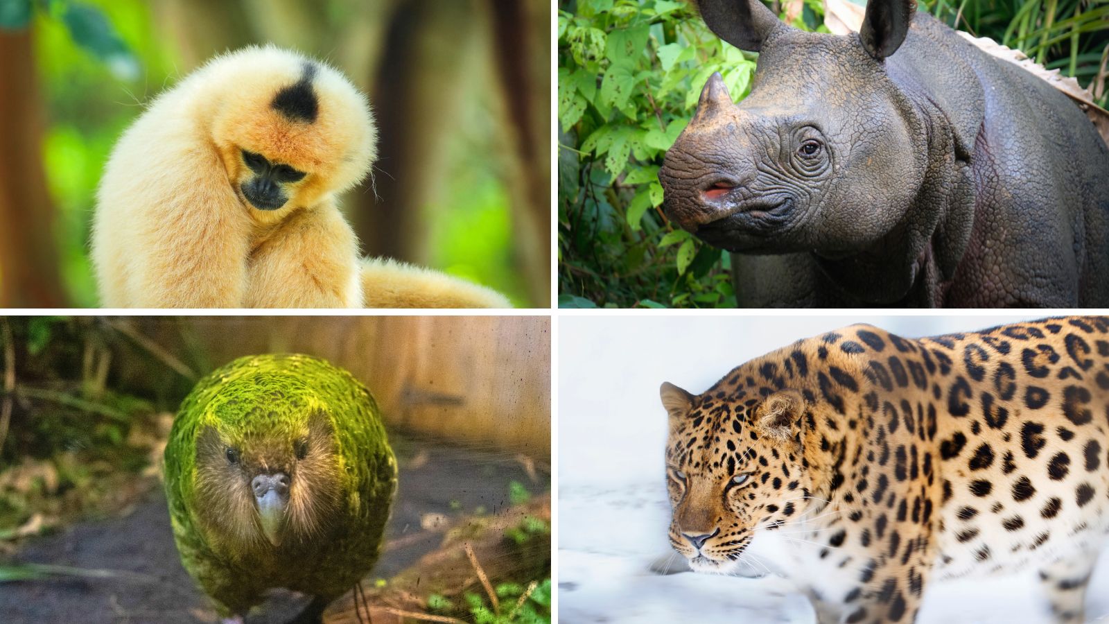 11 Rare Animals in the Wild 2025